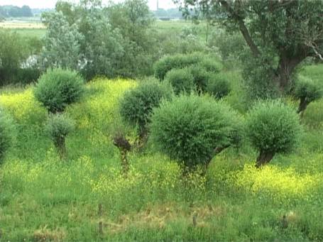 Ooijpolder NL : Kopfweiden im blühenden Deichvorland